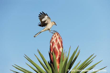 bird